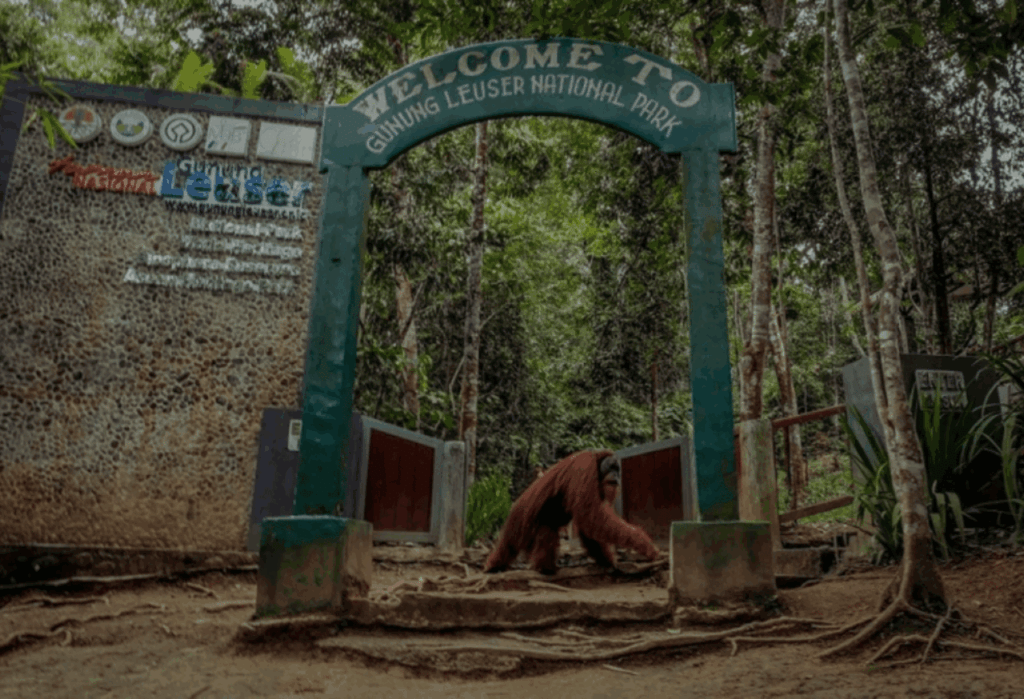 Konservasi Taman Nasional Gunung Leuser