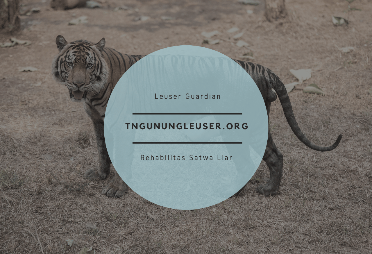 Leuser Guardian
