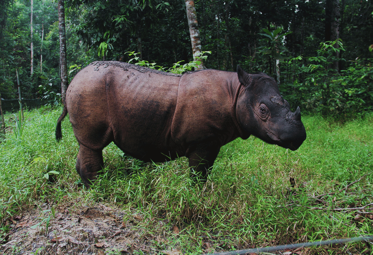Pelestarian Keanekaragaman Hayati