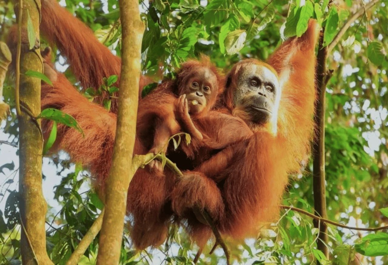 Pelestarian Spesies Langka