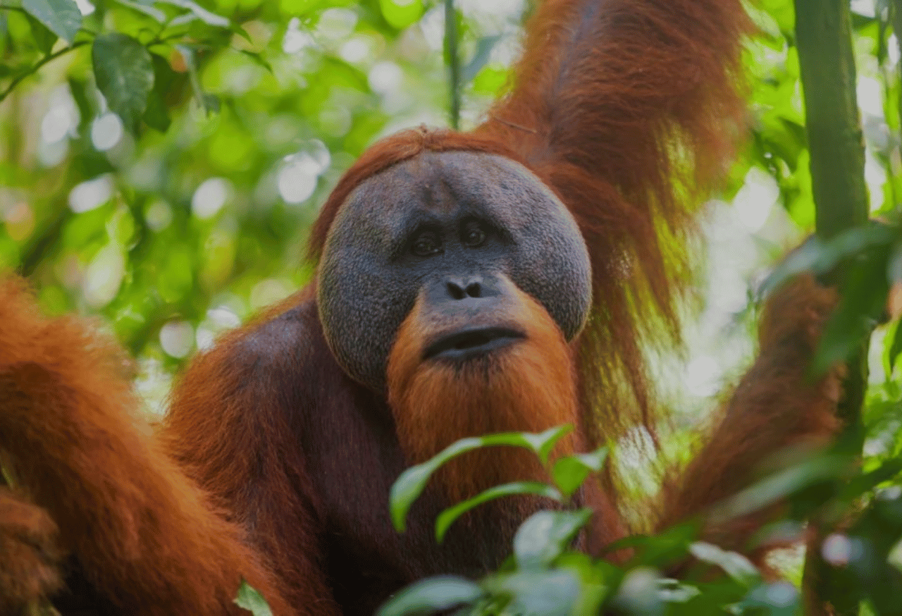 Perlindungan Keanekaragaman Hayati
