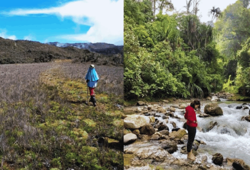 Sekilas tentang Taman Nasional Gunung Leuser
