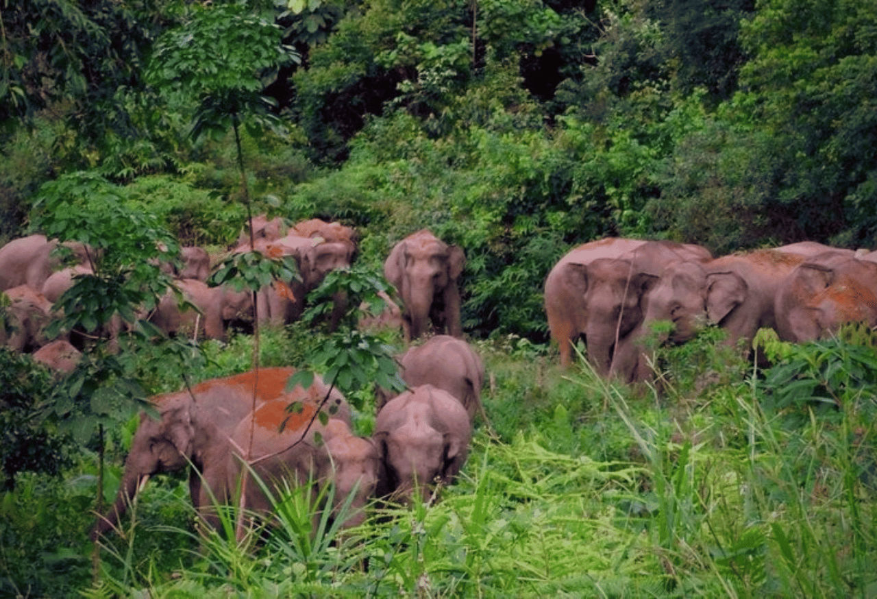 TAMAN NASIONAL BUKIT TIGAPULUH