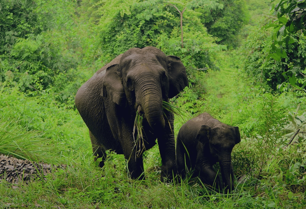 TAMAN NASIONAL TESSO NILO